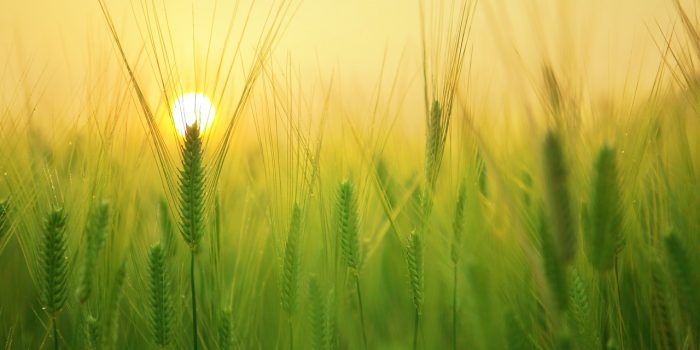 campo-energia-solar-para-irrigação