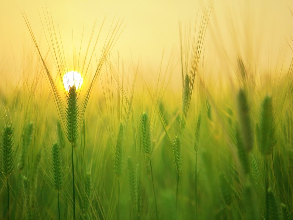 campo-energia-solar-para-irrigação